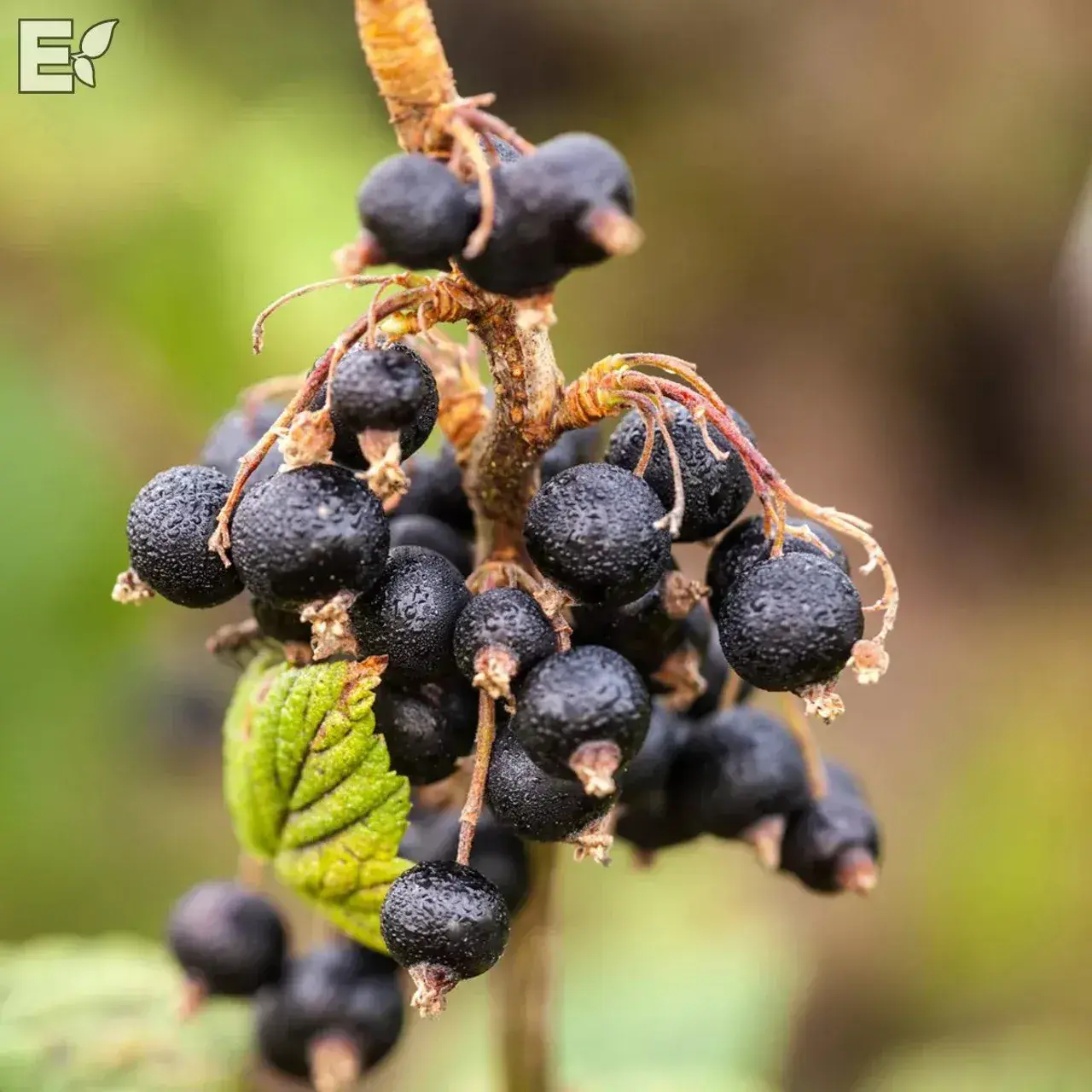 Svart vinbär 'Öjebyn' E, Busk, 3,5l kruka