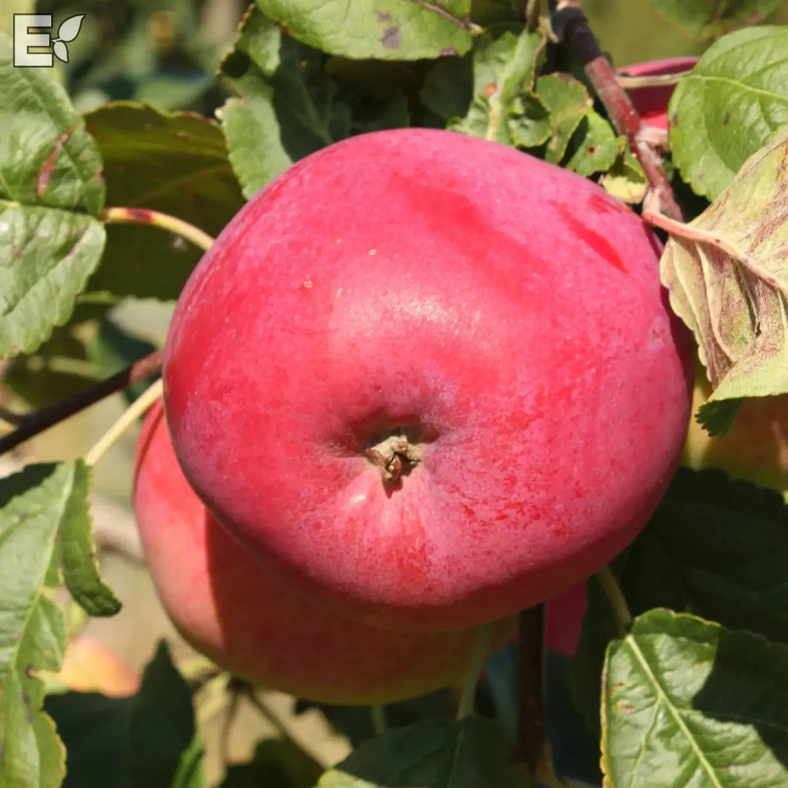 Äppelträd 'Röd Melba'