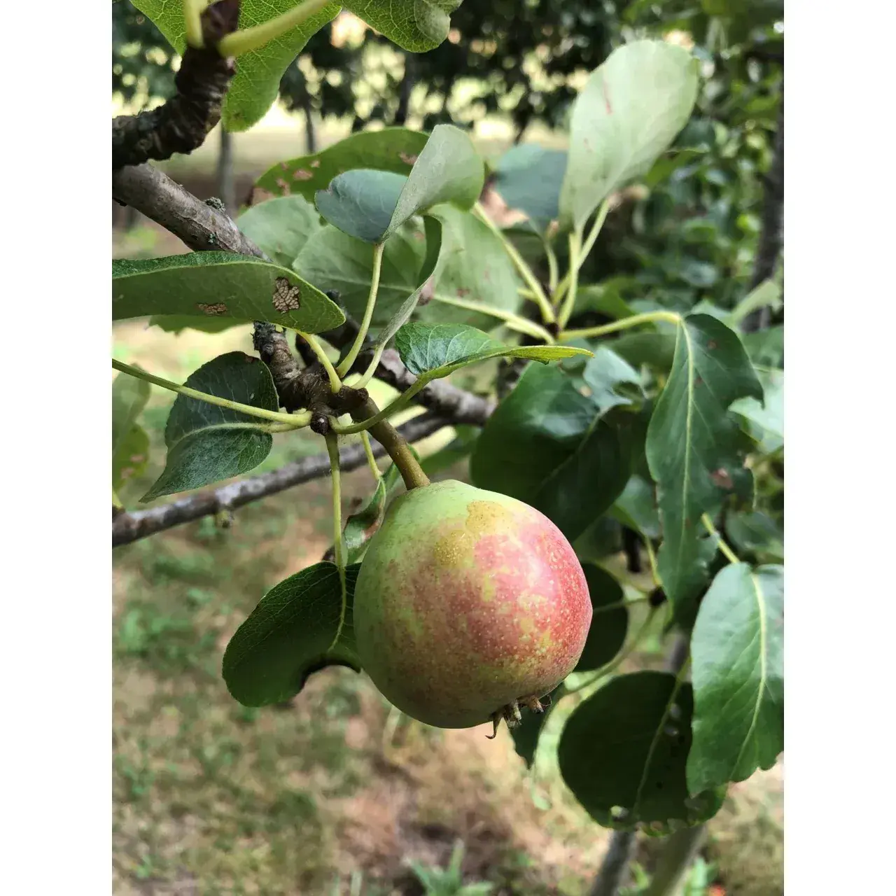 Päronträd 'Augustipäron'